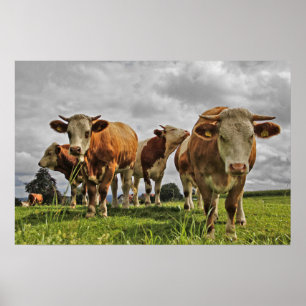 Funny Herd van Koeien in het gras Poster