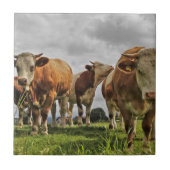 Funny Herd van Koeien in het gras Tegeltje (Voorkant)