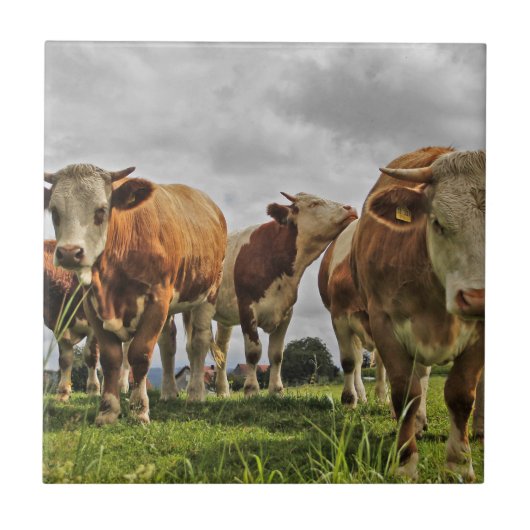 Funny Herd van Koeien in het gras Tegeltje (Voorkant)