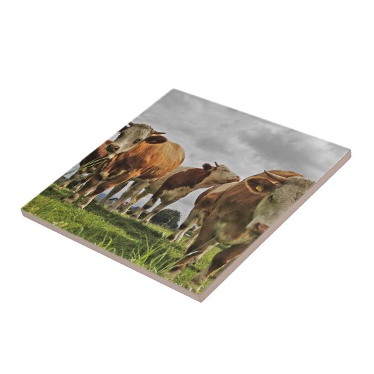 Funny Herd van Koeien in het gras Tegeltje (Zijkant)