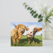 Funny Highland Koeien Feestdagenkaart (Staand voorkant)