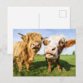 Funny Highland Koeien Feestdagenkaart (Voorkant / Achterkant)