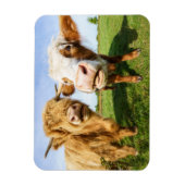 Funny Highland Koeien Magneet (Verticaal)