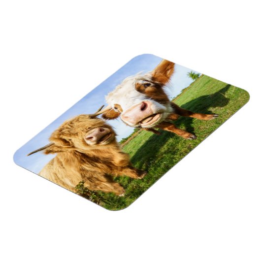 Funny Highland Koeien Magneet (Linkerzijde)