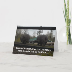 Funny Hippopotamus Birthday Greeting Kaart