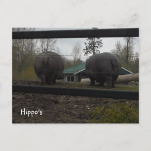 Funny Hippopotamuses die weg lopen Briefkaart