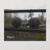 Funny Hippopotamuses die weg lopen Briefkaart (Voorkant)