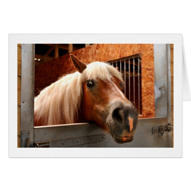 Funny horse (Voorkant Horizontaal)