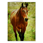 Funny Horse (Voorkant)