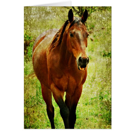 Funny Horse (Voorkant)