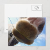 Funny Horse Briefkaart (Voorkant / Achterkant)