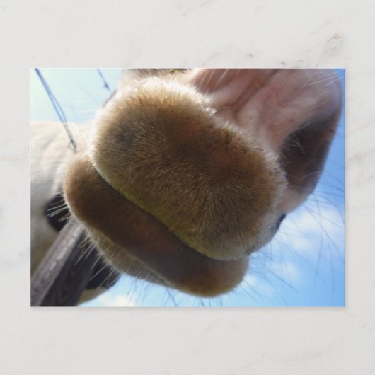 Funny Horse Briefkaart (Voorkant)