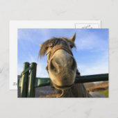 Funny Horse Briefkaart (Voorkant / Achterkant)