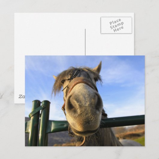 Funny Horse Briefkaart (Voorkant / Achterkant)