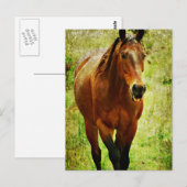 Funny Horse Briefkaart (Voorkant / Achterkant)