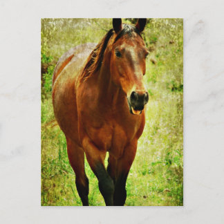 Funny Horse Briefkaart