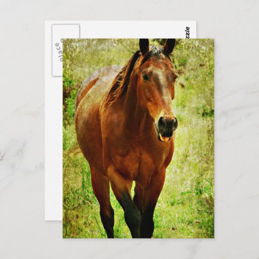 Funny Horse Briefkaart (Voorkant / Achterkant)