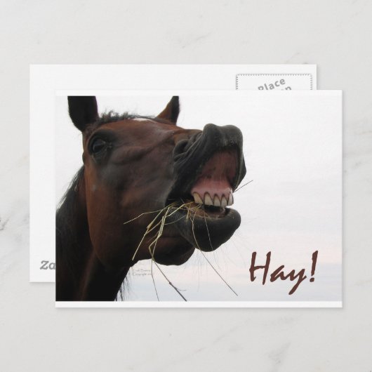 Funny Horse: Hoi! Briefkaart (Voorkant / Achterkant)