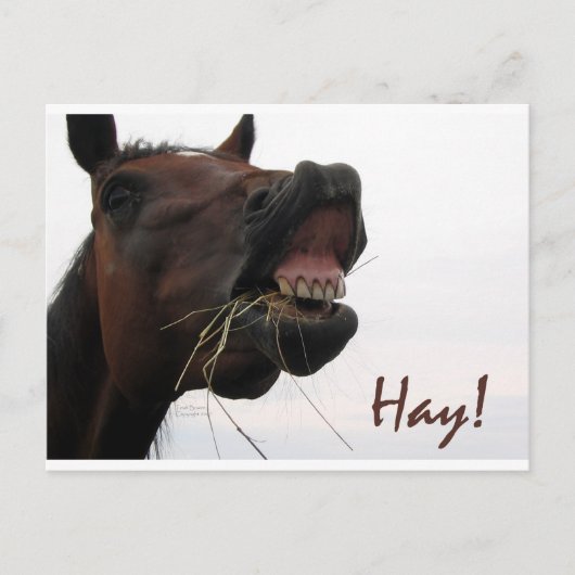 Funny Horse: Hoi! Briefkaart (Voorkant)