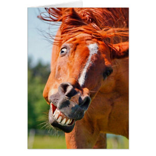 Funny Horse Laughing Foto