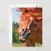 Funny Horse Laughing Foto Briefkaart (Voorkant / Achterkant)