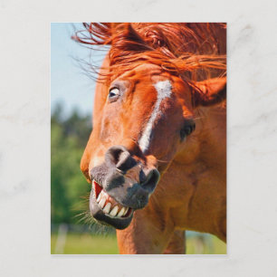 Funny Horse Laughing Foto Briefkaart
