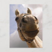 Funny Horse Nose Closeup, Paard Hallo Briefkaart (Voorkant)