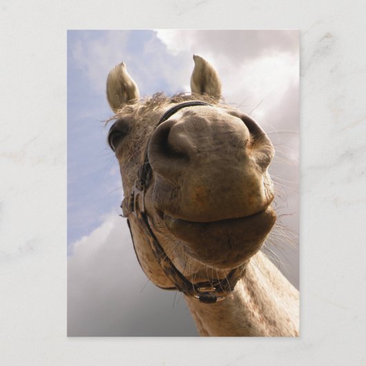 Funny Horse Nose Closeup, Paard Hallo Briefkaart (Voorkant)