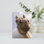 Funny Horse Nose Closeup, Paard Hallo Briefkaart (Staand voorkant)