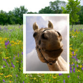 Funny Horse Nose Closeup, Paard Hallo Briefkaart