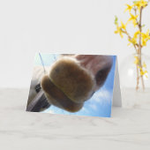 Funny Horse Wenskaart Kaart (Gele Bloem)
