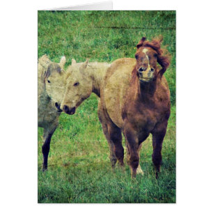 Funny Horses