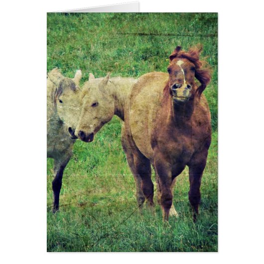 Funny Horses (Voorkant)