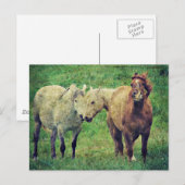 Funny Horses Briefkaart (Voorkant / Achterkant)