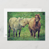 Funny Horses Briefkaart (Voorkant / Achterkant)