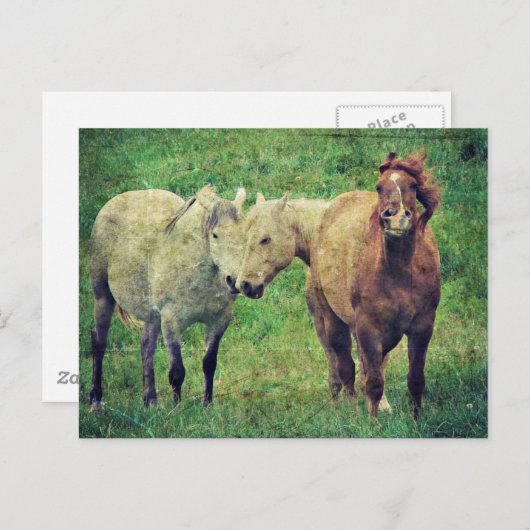 Funny Horses Briefkaart (Voorkant / Achterkant)