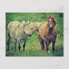 Funny Horses Briefkaart