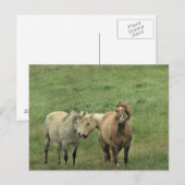 Funny Horses Briefkaart (Voorkant / Achterkant)
