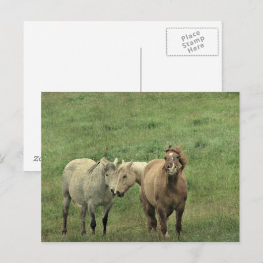 Funny Horses Briefkaart (Voorkant / Achterkant)