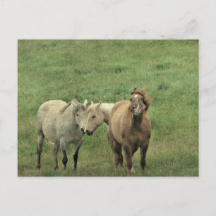 Funny Horses Briefkaart