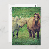 Funny Horses Briefkaart (Voorkant / Achterkant)