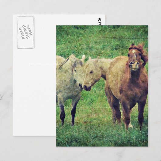 Funny Horses Briefkaart (Voorkant / Achterkant)