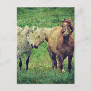 Funny Horses Briefkaart