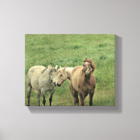 Funny Horses Canvas Afdruk (Voorkant)