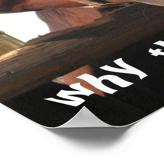 Funny Horses Poster (Hoek)