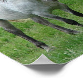 Funny Horses Poster (Hoek)