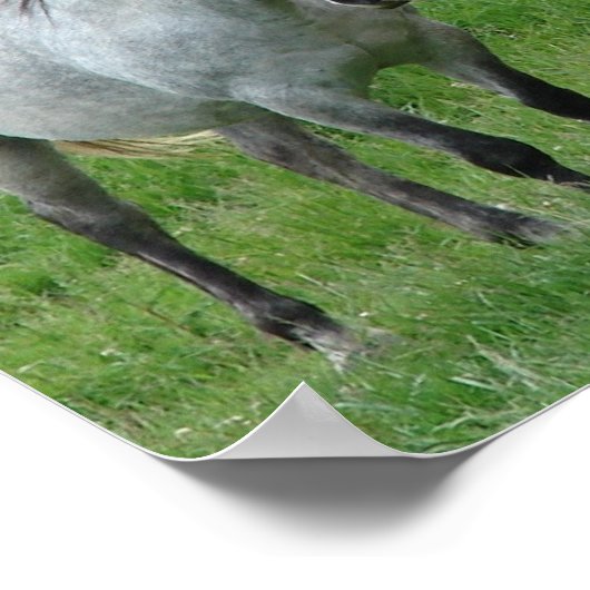 Funny Horses Poster (Hoek)