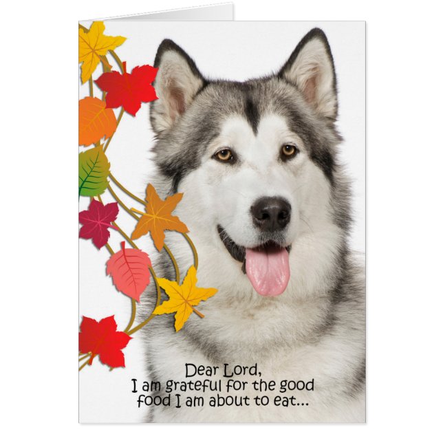 Funny Husky Thanksgiving Card (Voorkant)