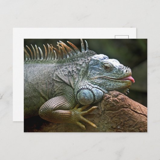Funny Iguana Briefkaart (Voorkant / Achterkant)