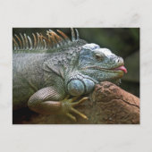 Funny Iguana Briefkaart (Voorkant)